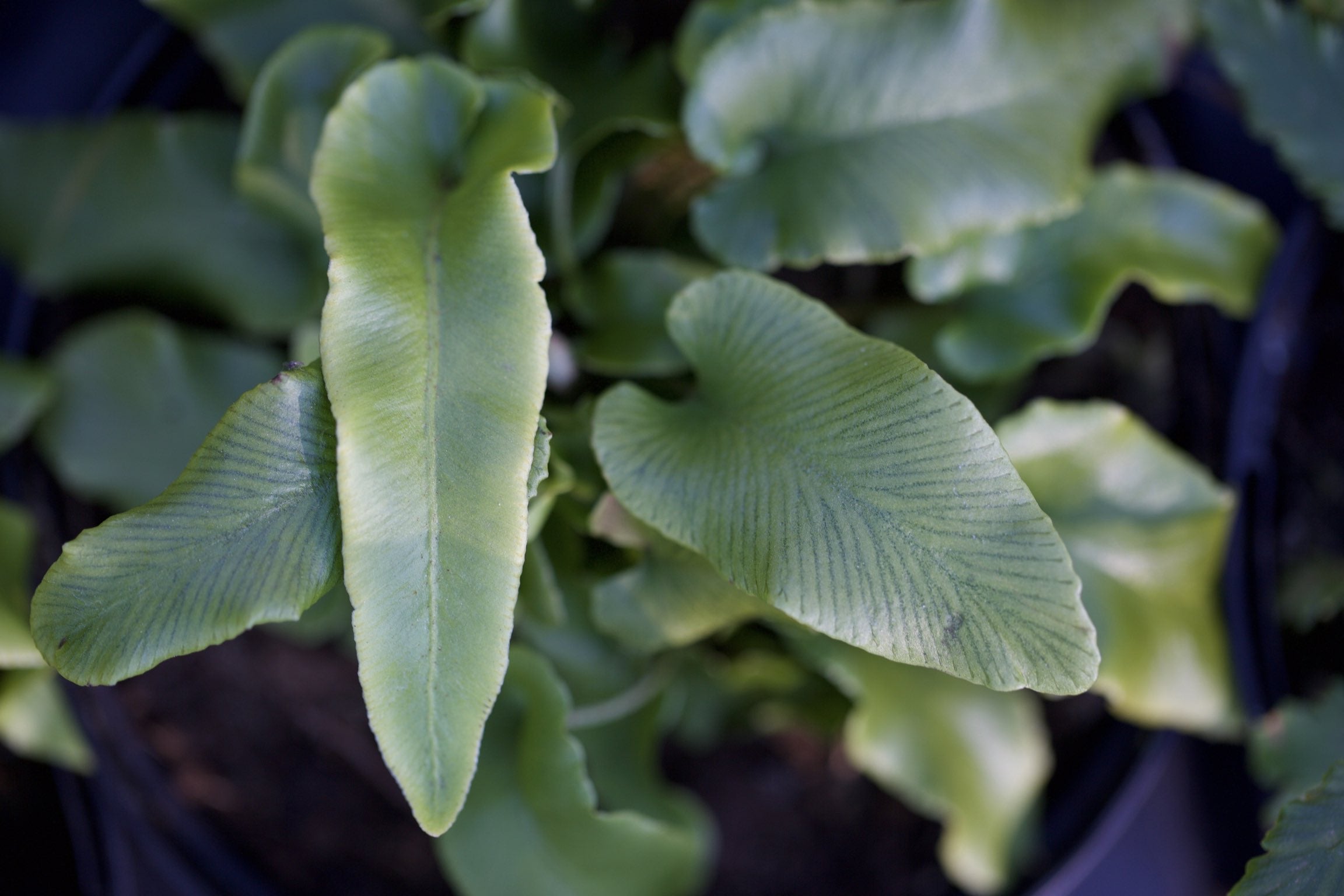 Asplenium scolopendrium