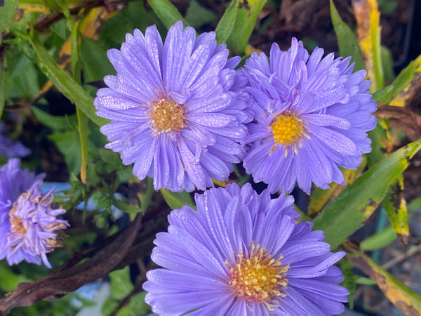 Aster (Symphyotrichum) novi-belgii ‘Marie Ballard’
