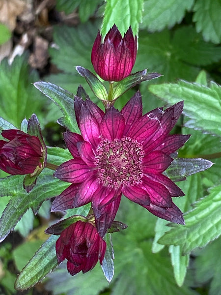 Astrantia ‘Gill Richardson Group'