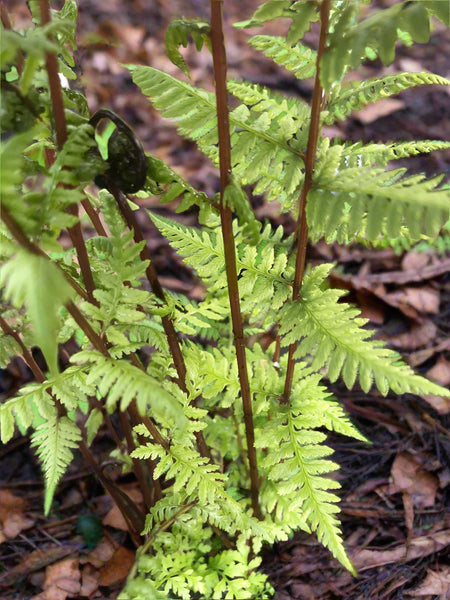 Athyrium filix-femina subsp. angustum f. rubellum ‘Lady in Red’