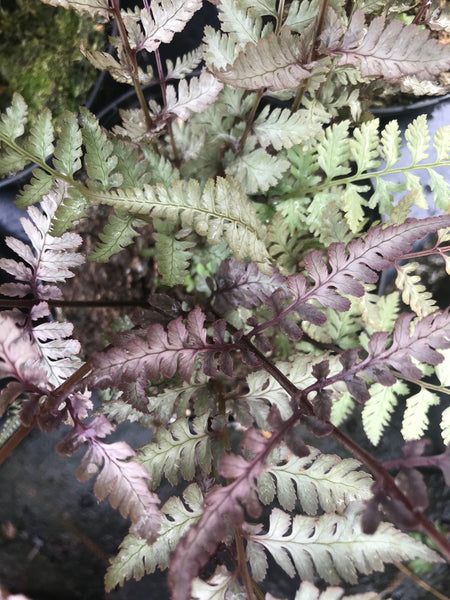 Athyrium niponicum var. pictum  'Silver Falls'