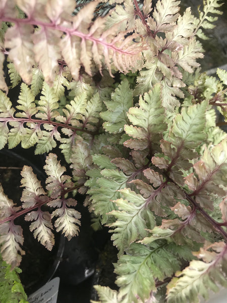 Athyrium niponicum var. pictum  'Burgundy Lace'