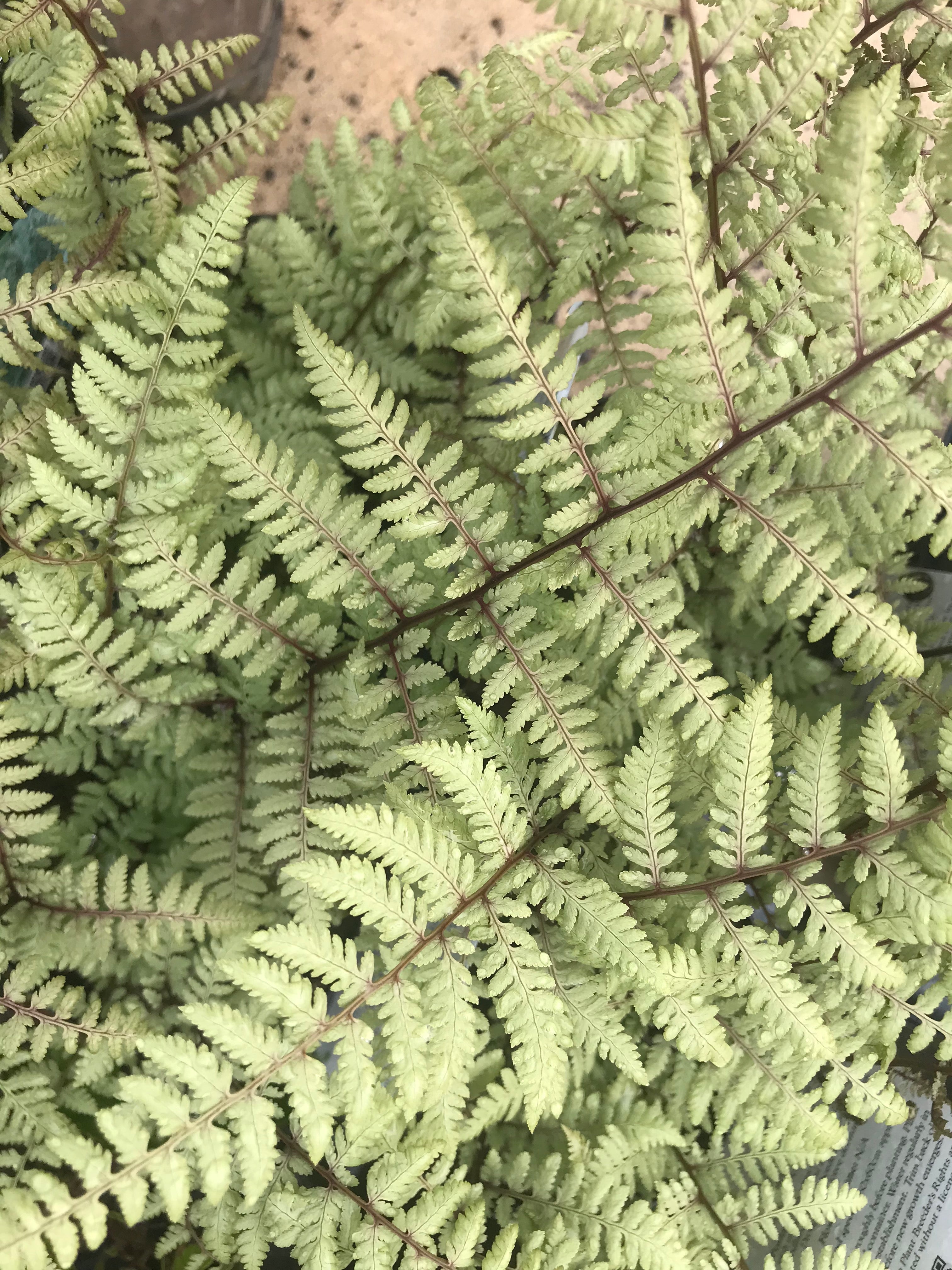 Athyrium x &#39;Ghost&#39;