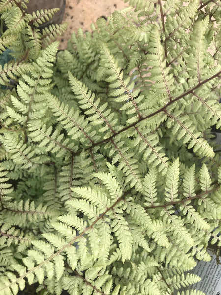 Athyrium x 'Ghost'