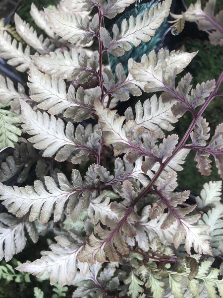Athyrium niponicum var. pictum  'Godzilla'