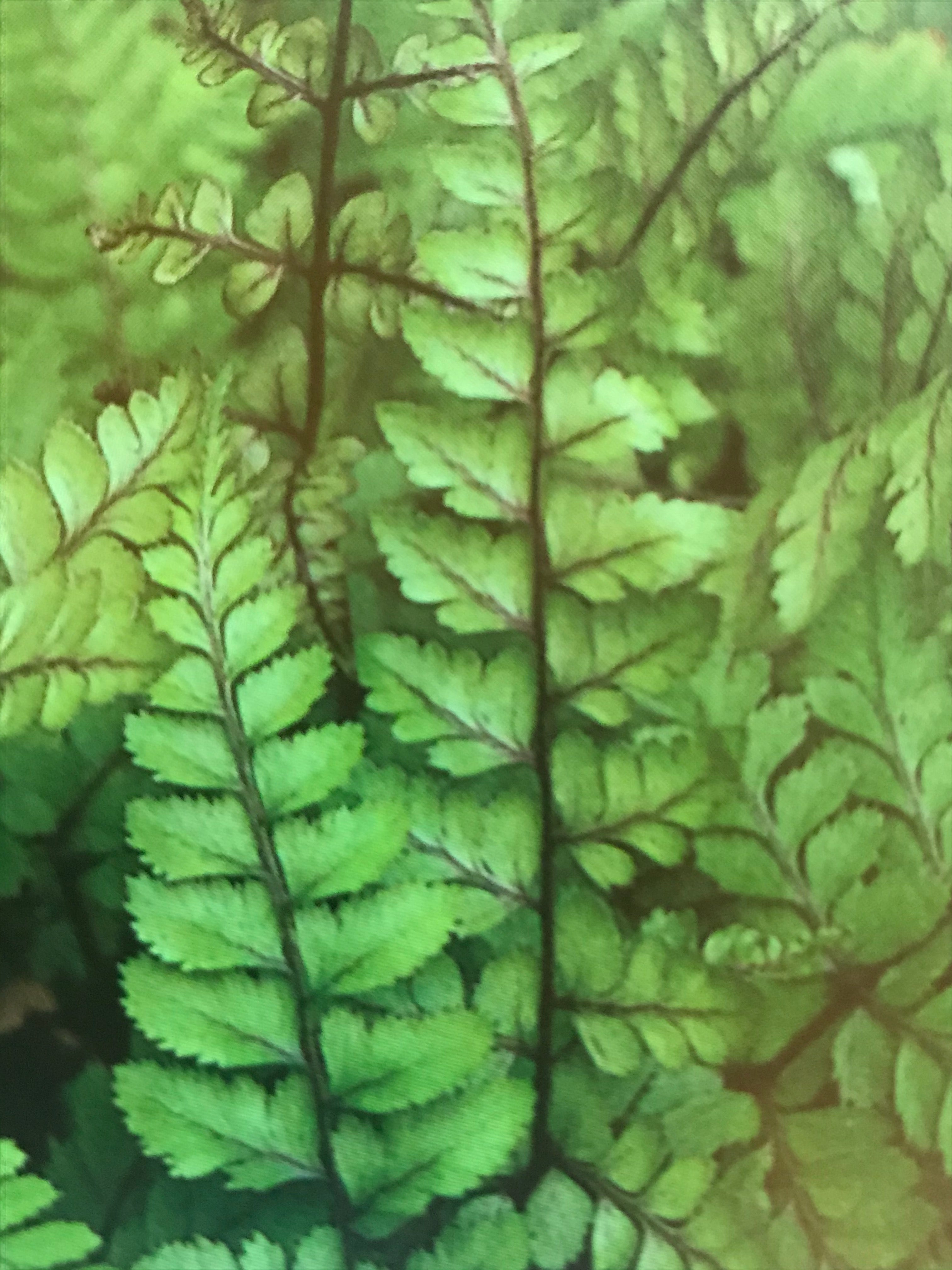 Athyrium otophorum var. okanum