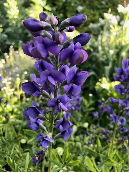 Baptisia australis ‘Blueberry Sundae’