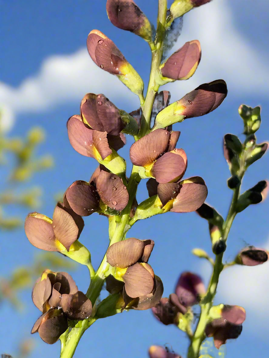 Baptisia ‘Dutch Chocolate’