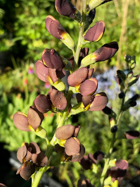 Baptisia ‘Dutch Chocolate’