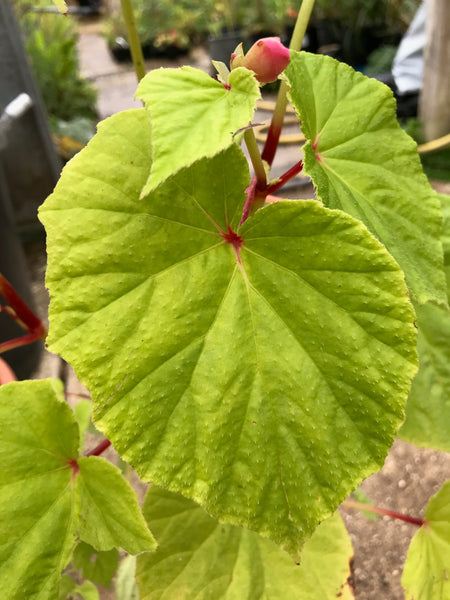 Begonia grandis subsp. evansiana ‘Sublime’