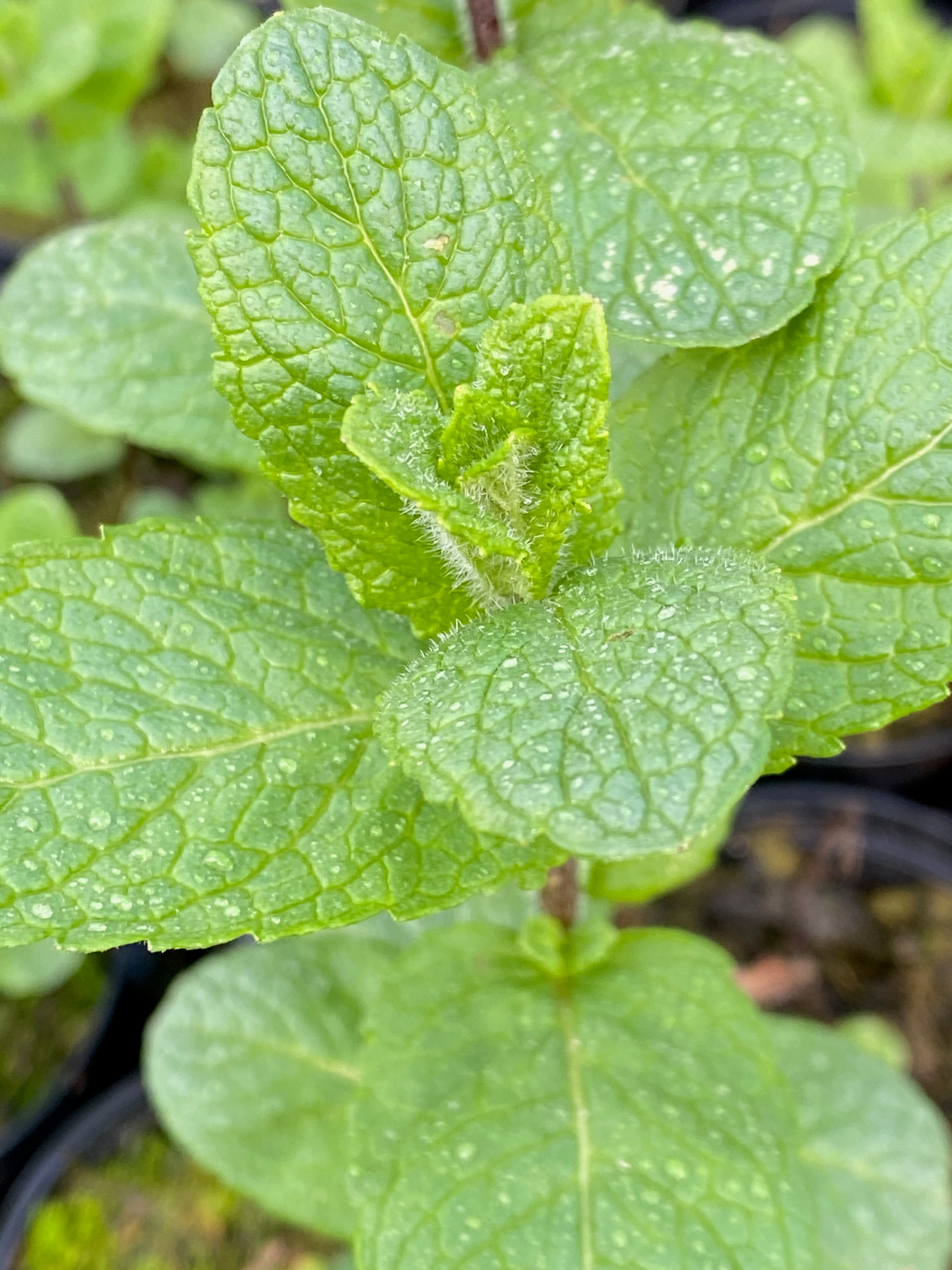 Mentha spicata var. crispa ‘Moroccan’