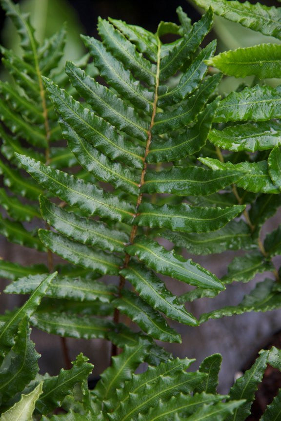 Blechnum chilense AGM