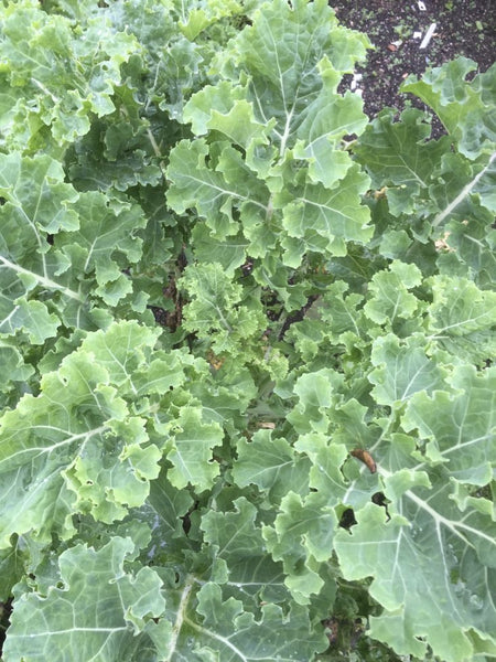 Brassica oleracea 'Pentland Brig'