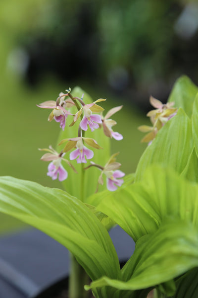 Calanthe Kozu Hybrid
