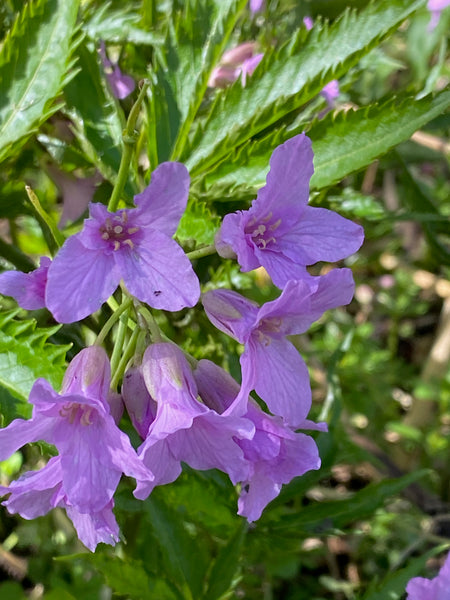 Cardamine pentaphyllos AGM