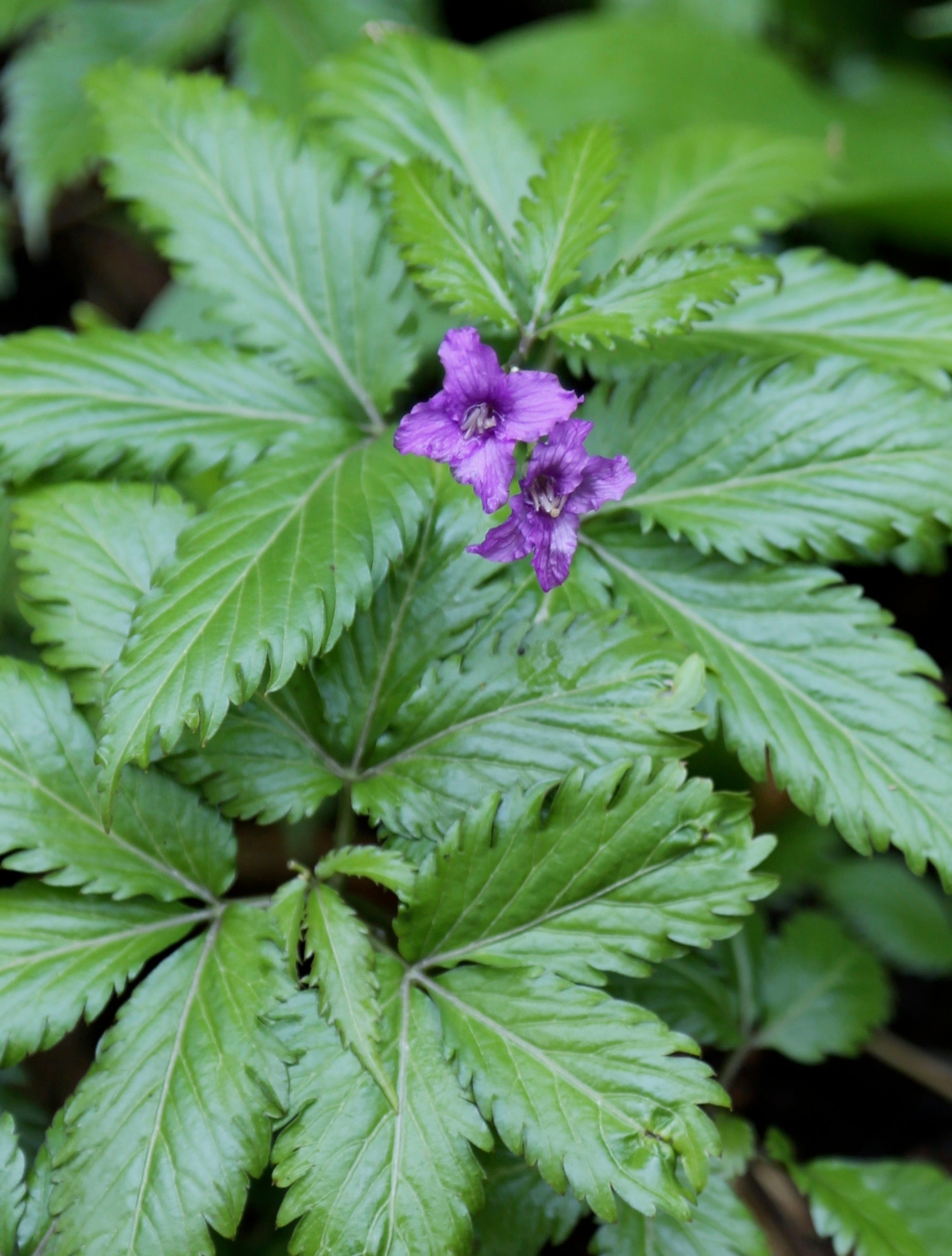 Cardamine glanduligera