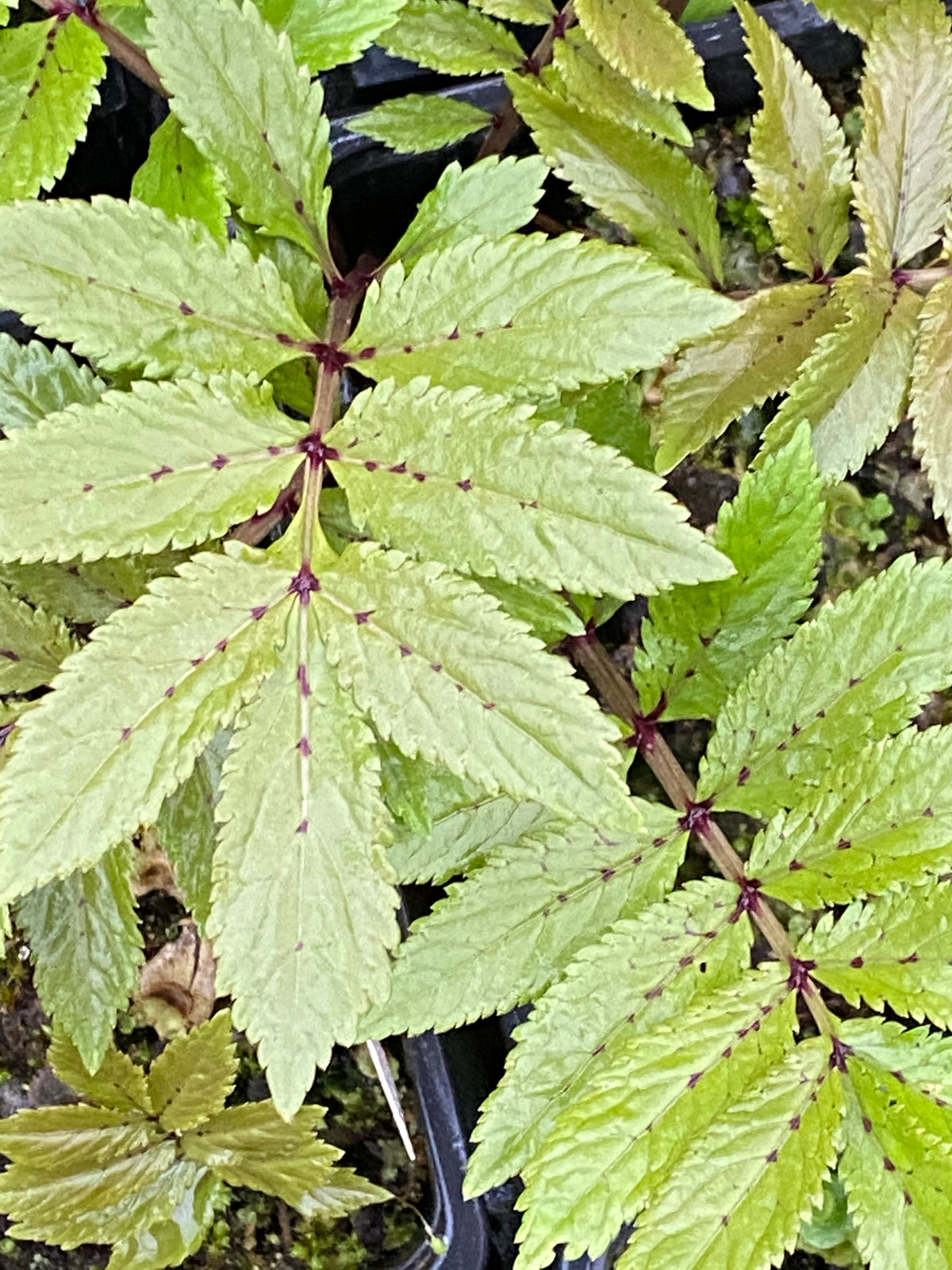 Cardamine macrophylla – Edulis