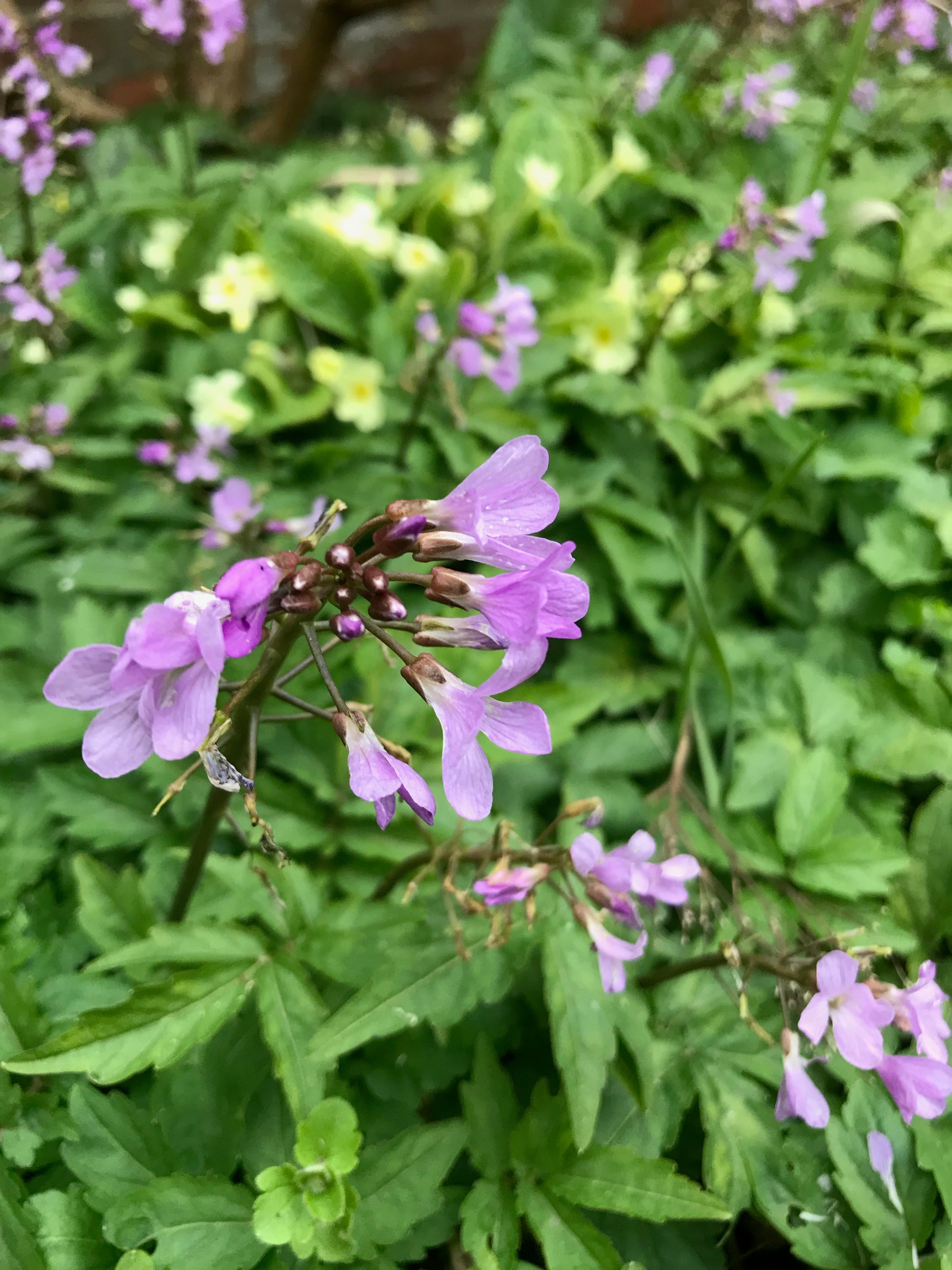 Cardamine quinquefolia