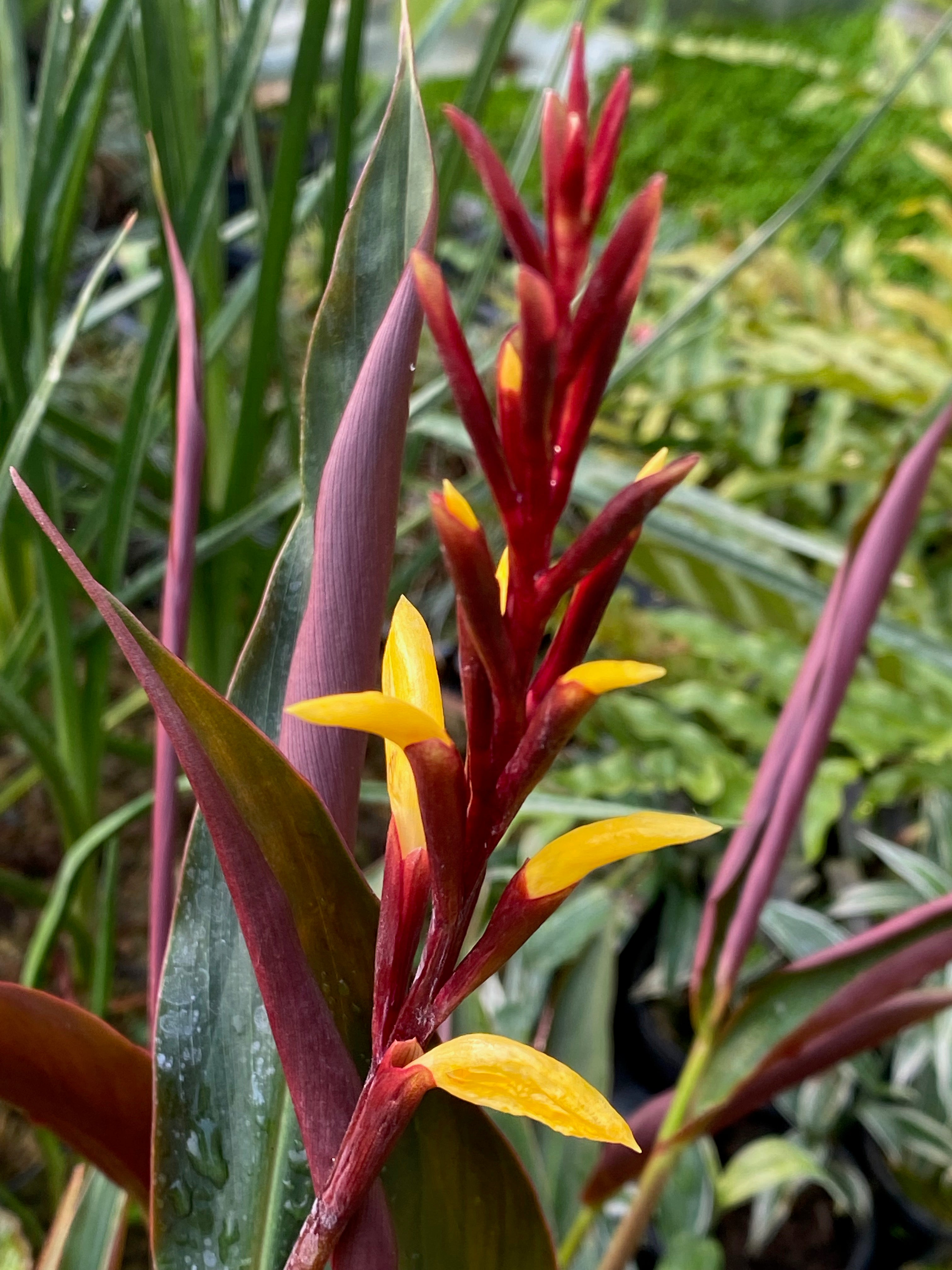 Cautleya gracilis &#39;Purple Emperor&#39;