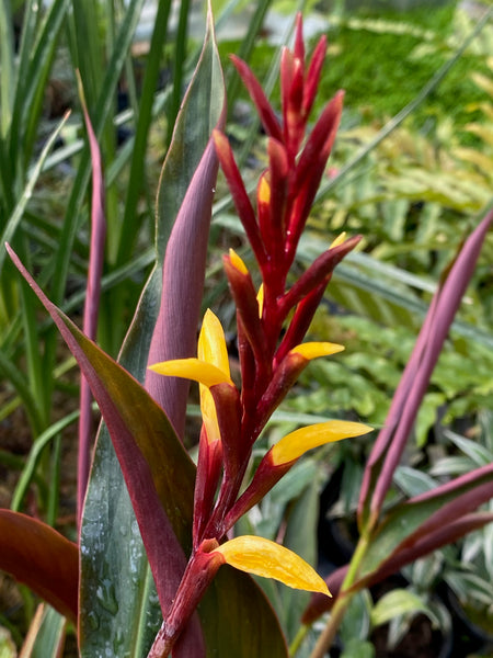 Cautleya gracilis 'Purple Emperor'