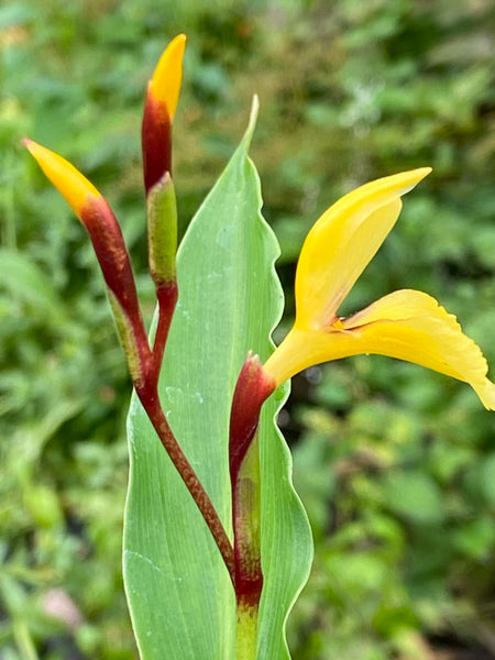 Cautleya gracilis PAB10562