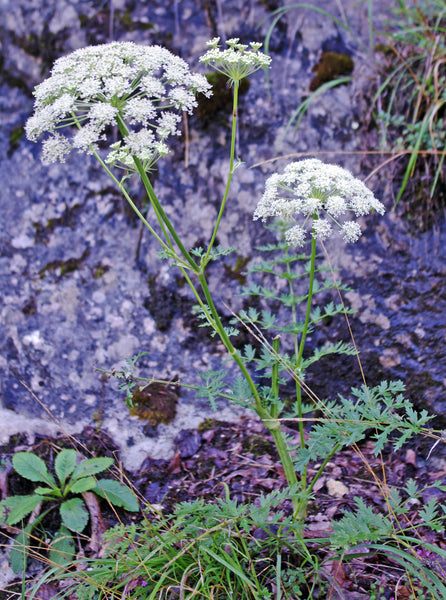Cenolophium denudatum