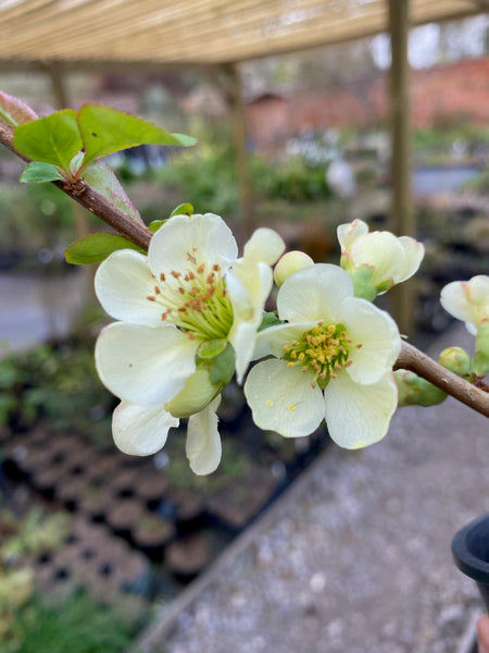 Chaenomeles x superba 'Lemon & Lime'