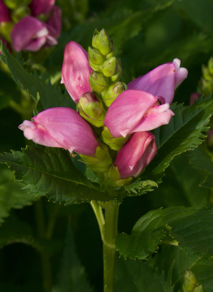 Chelone obliqua