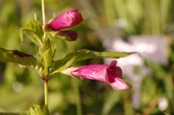Chelonopsis moschata