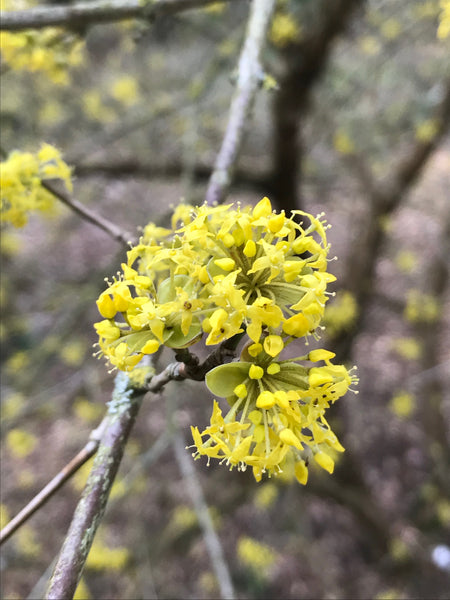 Cornus mas