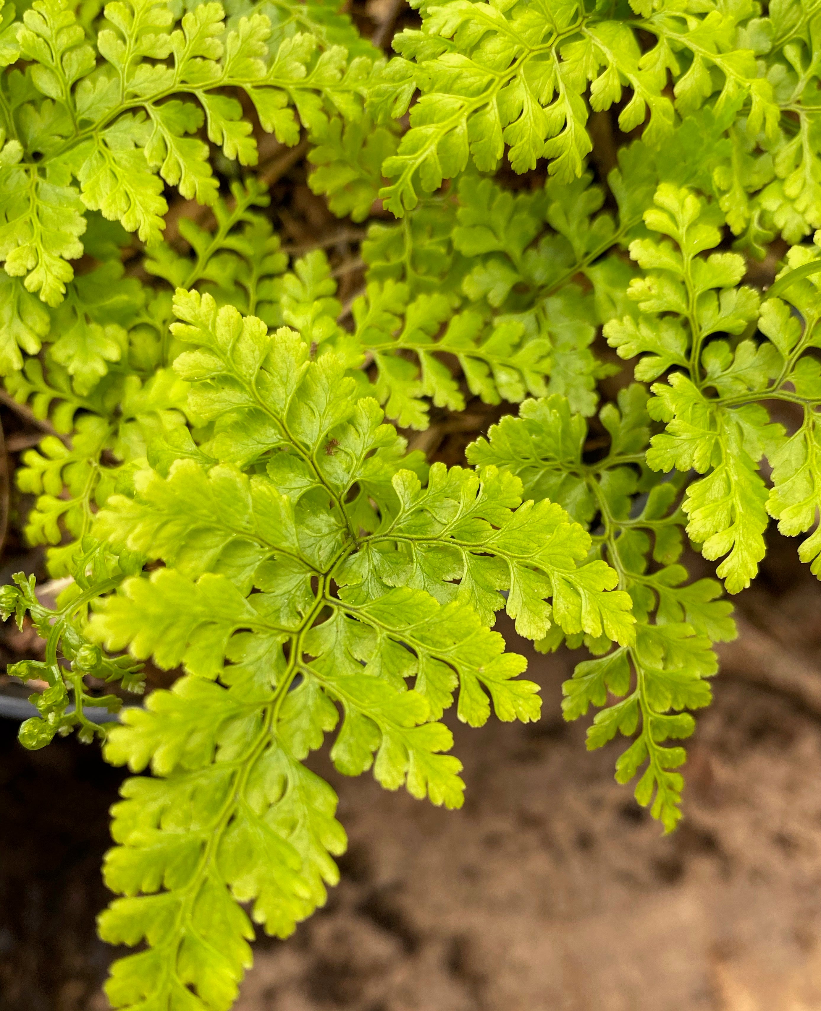 Cystopteris moupinense