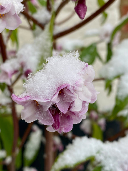Daphne 'Perfume Princess'