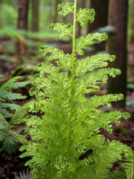 Dennstaedtia glauca