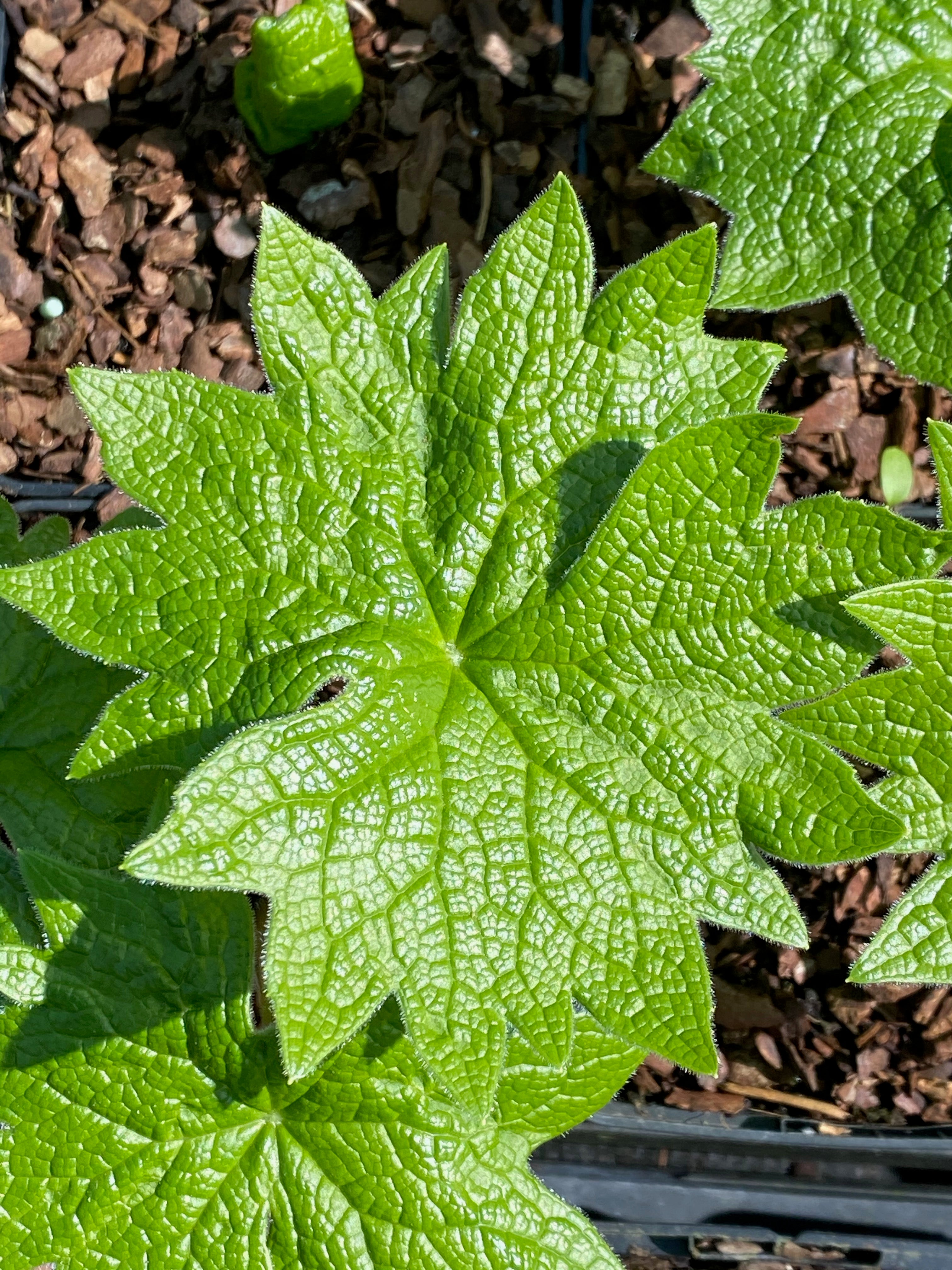 Diphylleia grayi Edulis