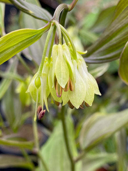 Disporum longistylum ‘Green Giant’