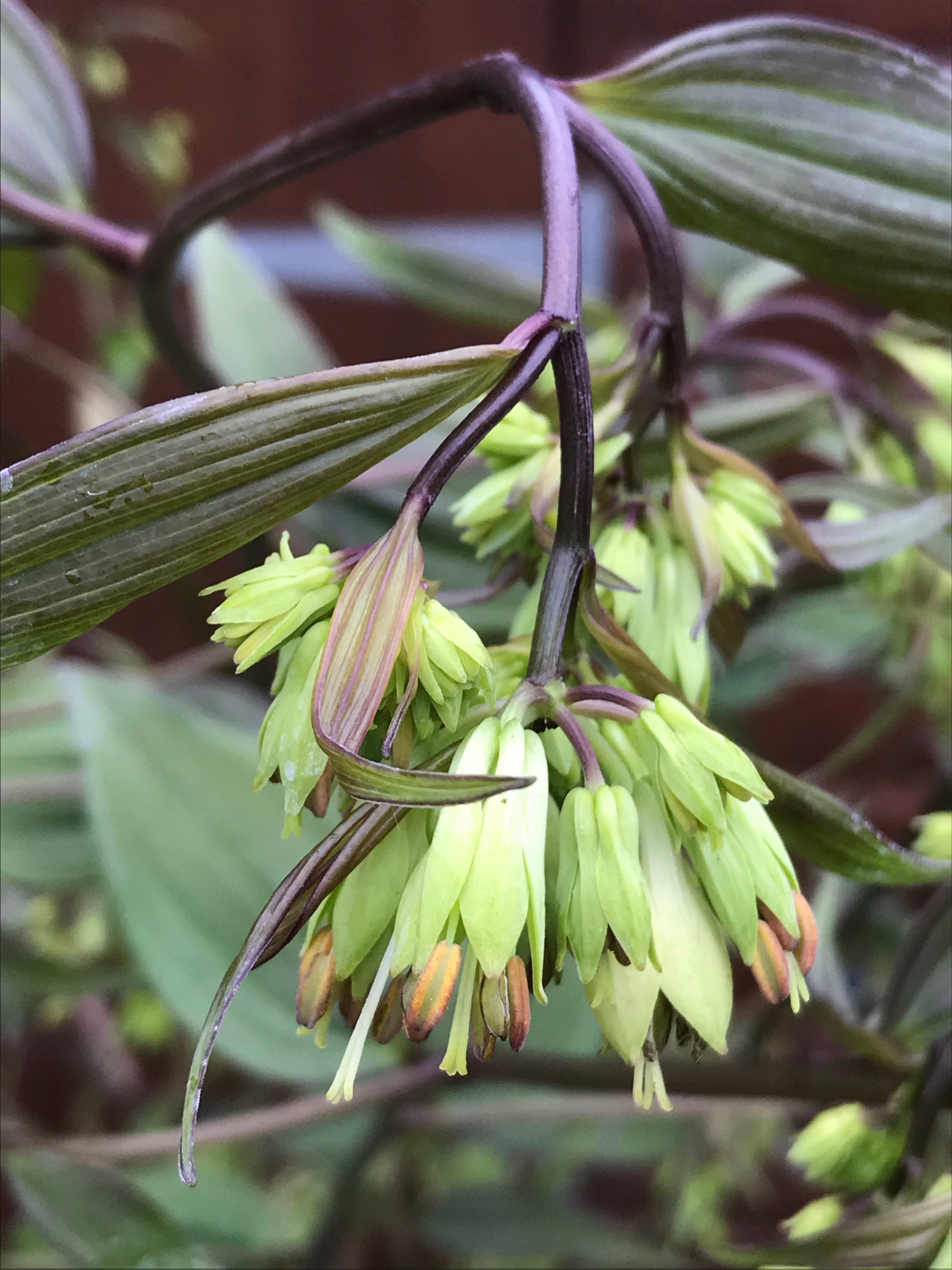 Disporum longistylum ‘Night Lark’