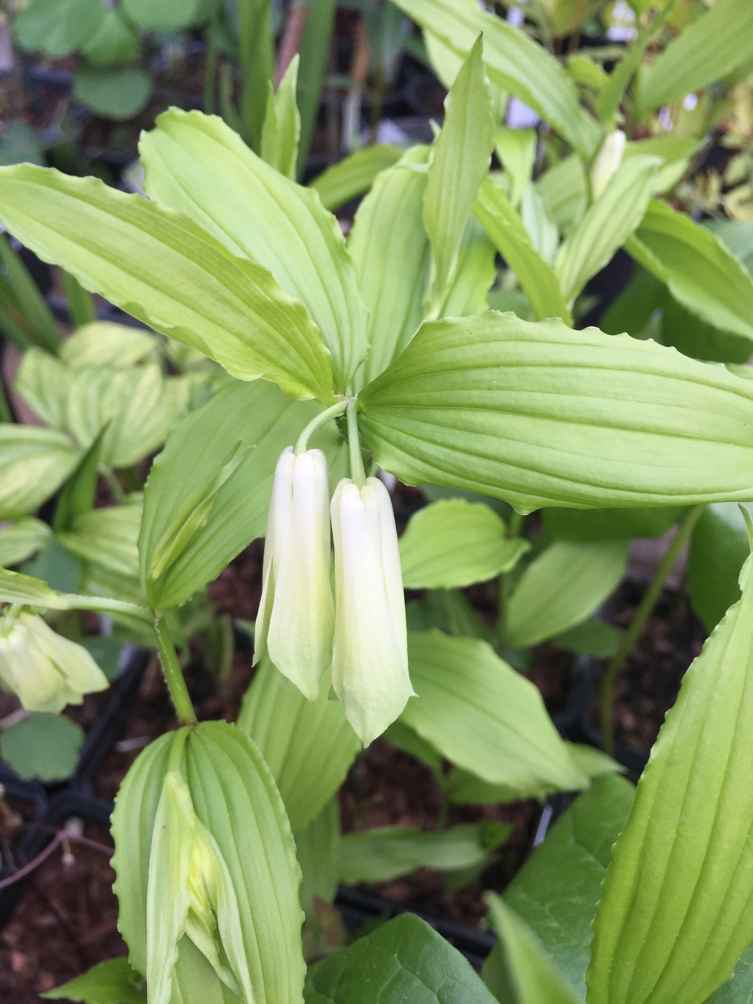 Disporum lutescens