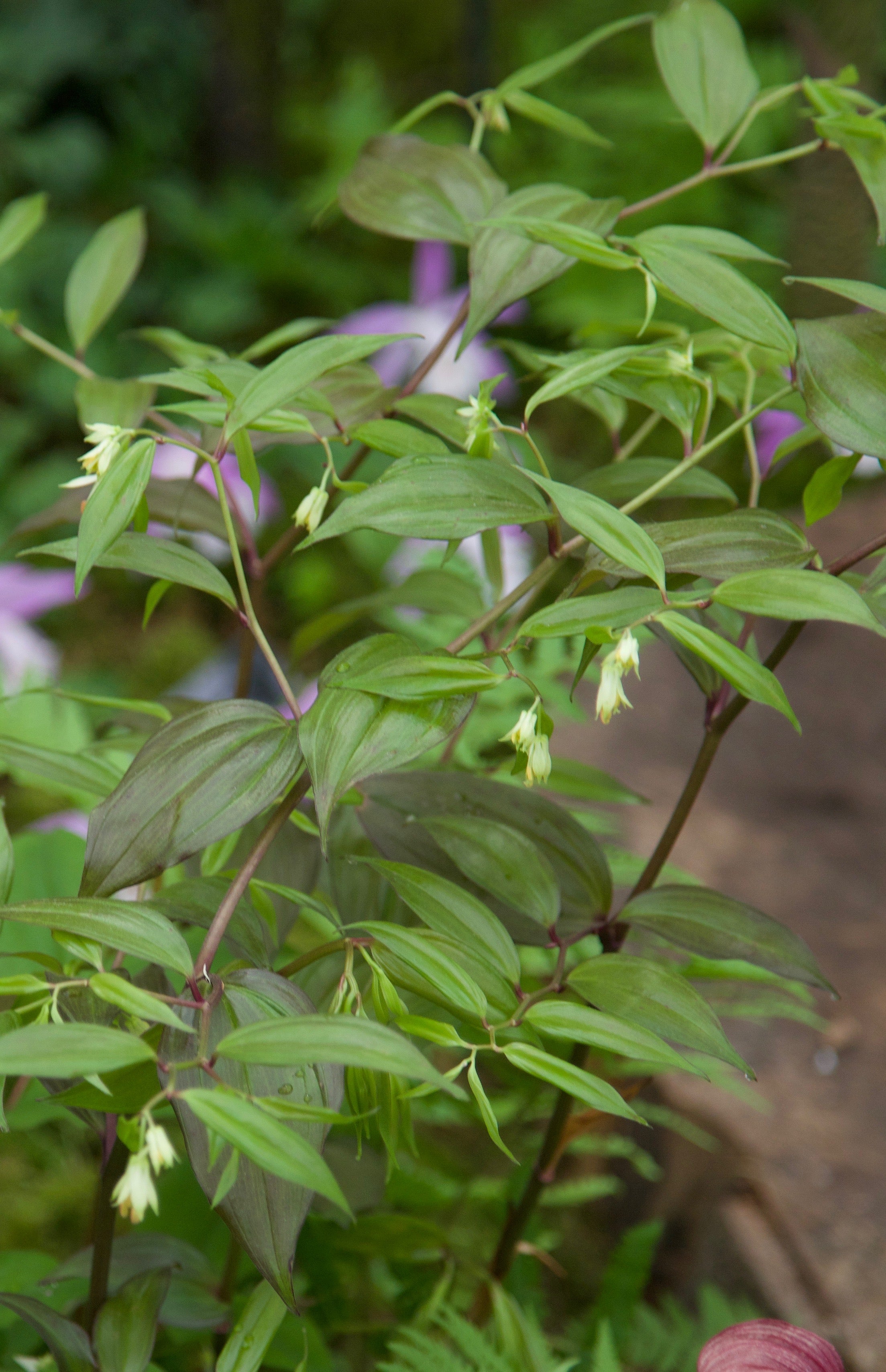 Disporum bodinieri