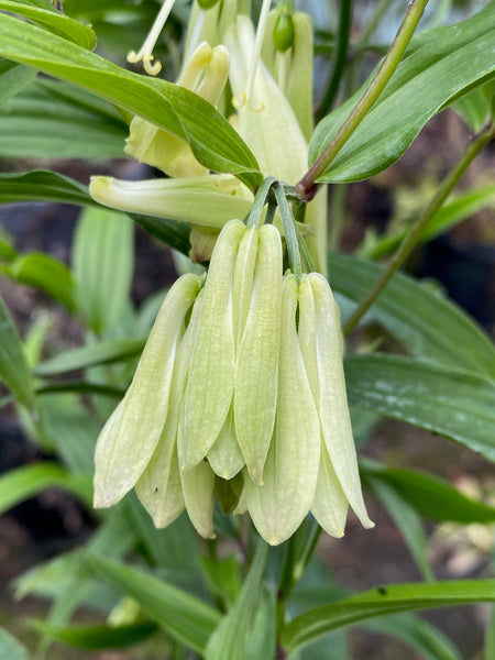 Disporum cantoniense var. sikkimense BSWJ 2358