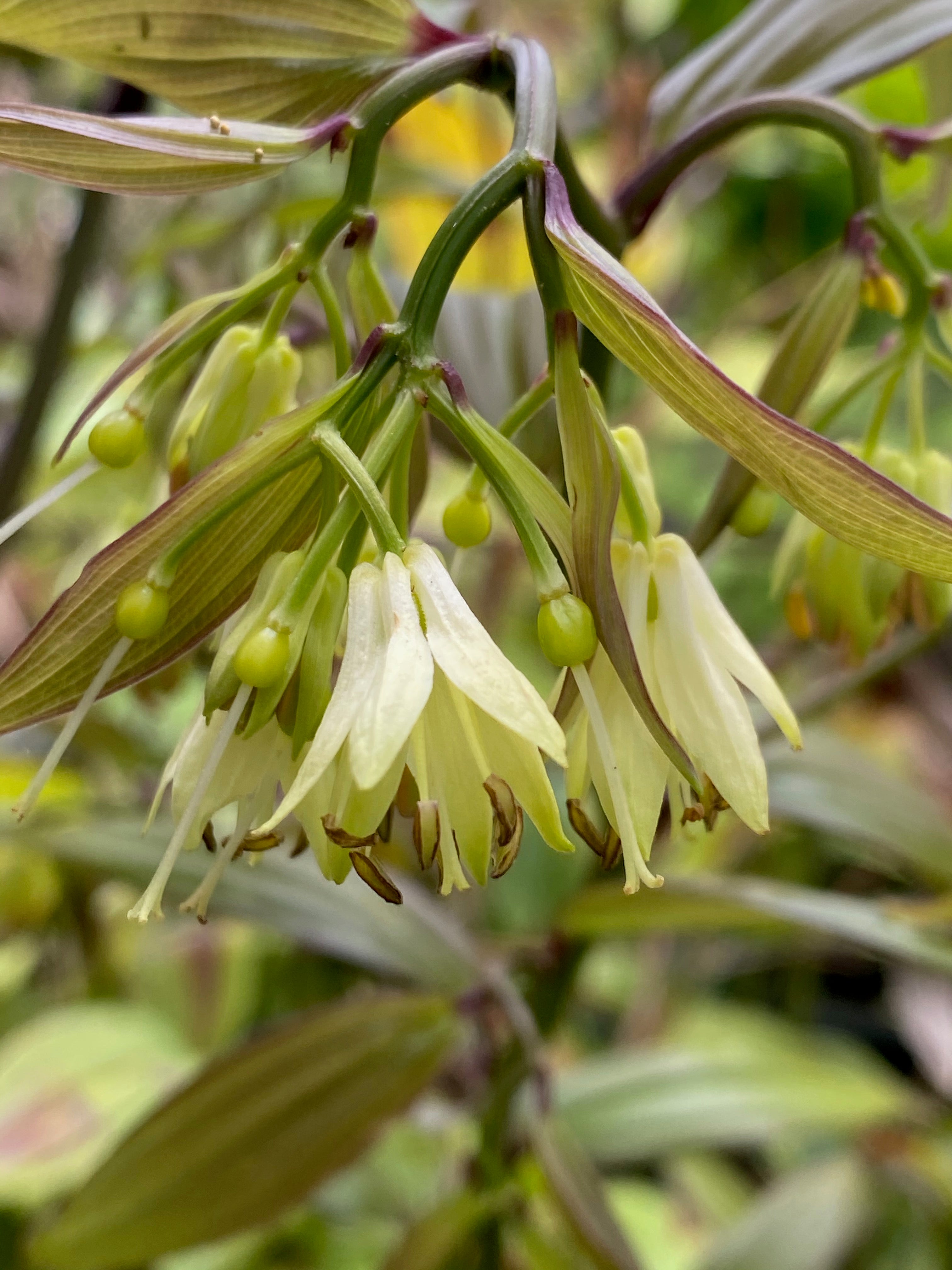 Disporum longistylum DJHC 98485