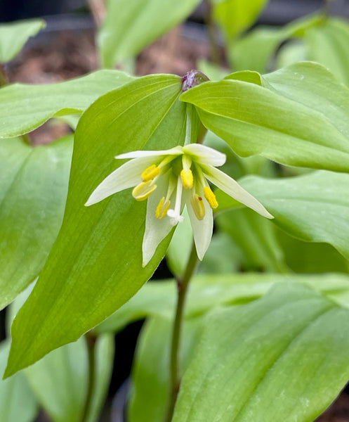 Disporum smilacinum BSWJ531