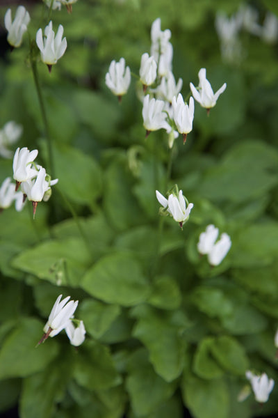 Dodecatheon dentatum AGM
