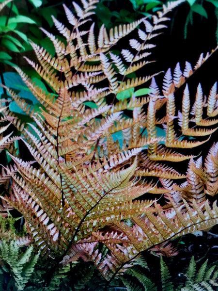 Dryopteris erythrosora prolifica