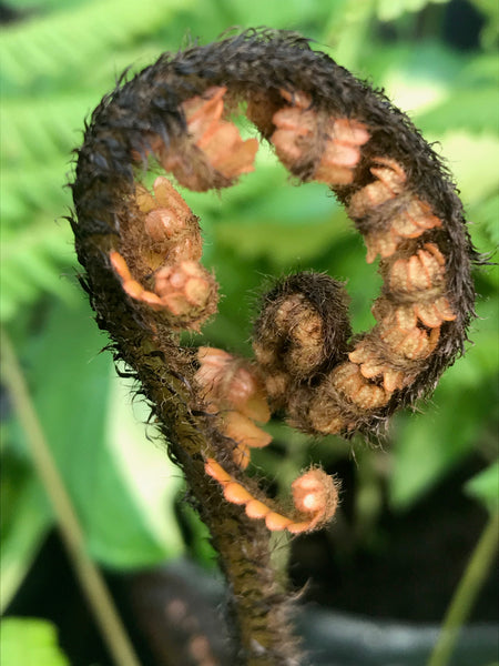 Dryopteris wallichiana 'Jurassic Gold'