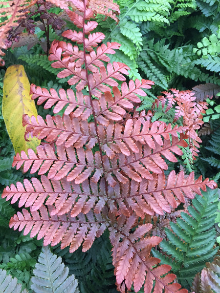 Dryopteris koidzumiana