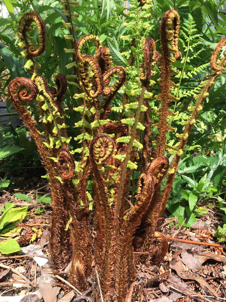 Dryopteris wallichiana