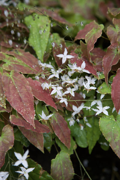 Epimedium ‘Amanogawa’