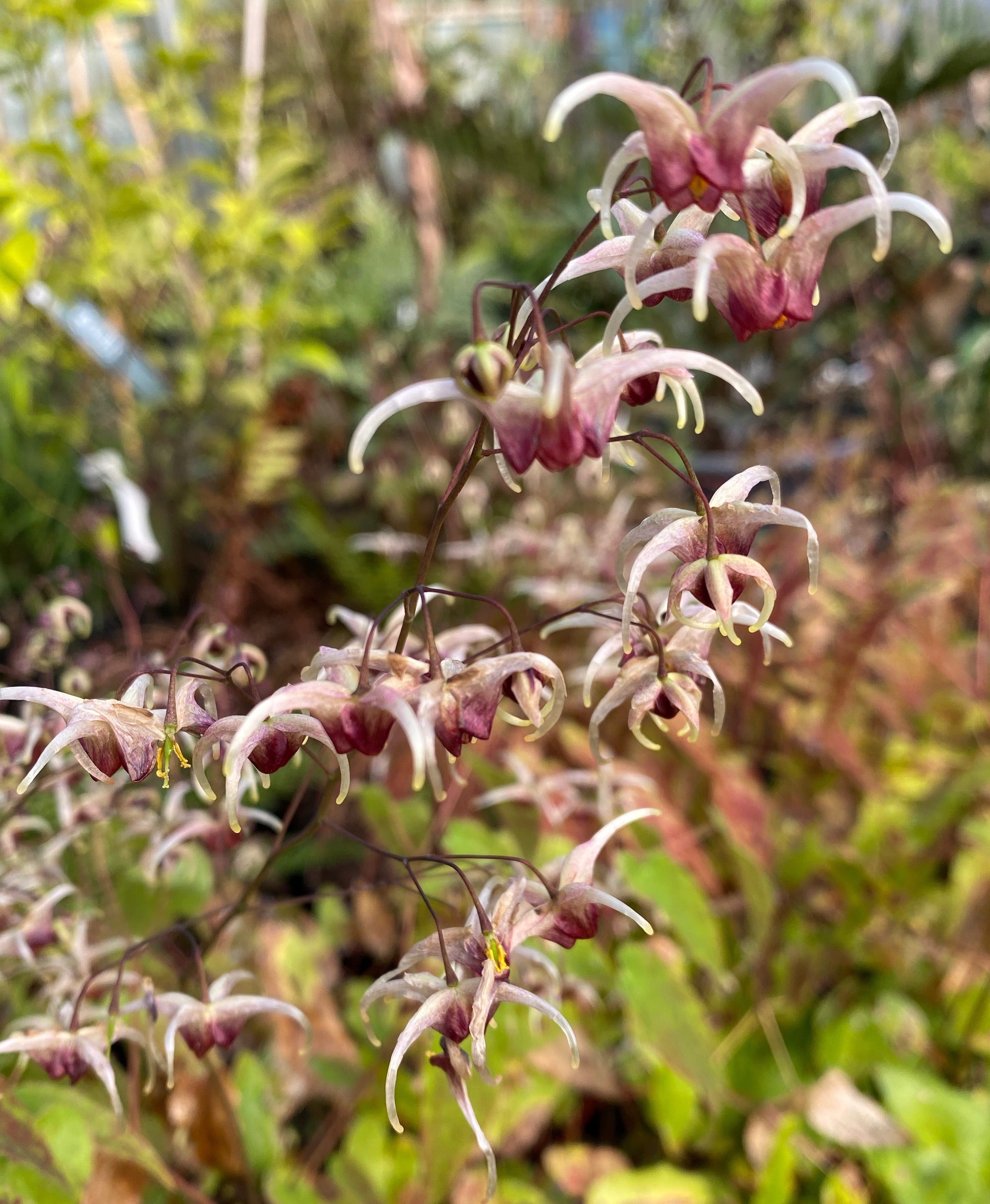 Epimedium &#39;Domino&#39; AGM