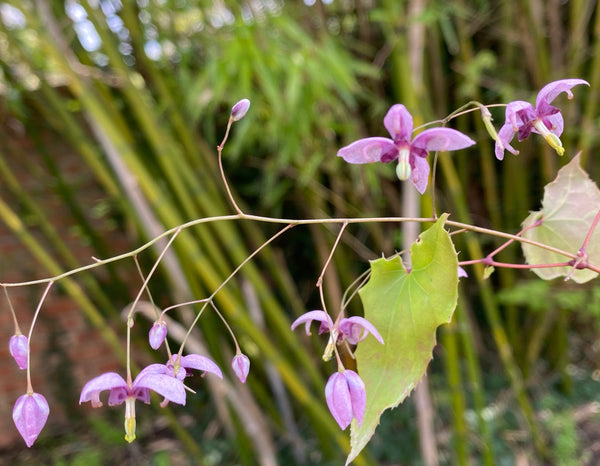 Epimedium x 'Kaguyahime'