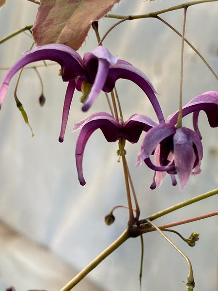 Epimedium acuminatum 'Night Mistress'